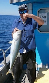 Yellow Tail Kingfish